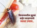 स्वयंपाकघर झाले असेल झुरळांचा अड्डा तर मास्टरशेफने सांगितलेल्या या टिप्स तातडीने वाचा.. - Marathi News | 2 effective home remedies to get rid of cockroaches from your kitchen by Masterchef Pankaj Bhadouria | Latest sakhi News at Lokmat.com