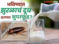 गायीच्या दुधापेक्षाही पौष्टिक असतं झुरळाचं दूध? वैज्ञानिकांचा आश्चर्यकारक दावा... - Marathi News | Scientists claims cockroach milk is more nutritious than cow milk | Latest jarahatke News at Lokmat.com