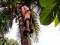 झाडावर चढण्याची नोकरी; पगार मिळणार अडीच लाख रुपये - Marathi News | tree climbing job Salary will be 2.5 lakh rupees | Latest nashik News at Lokmat.com