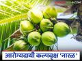 जागतिक नारळ दिन विशेष : जाणून घ्या आरोग्य, सौंदर्य आणि संस्कृतीचा त्रिवेणी संगम असलेल्या नारळाचे गुणधर्म - Marathi News | World Coconut Day Special: Learn about the properties of coconut, a trinity of health, beauty and culture | Latest agriculture News at Lokmat.com