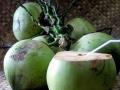 वेगाने वजन कमी करण्यासाठी नारळाचं पाणी; जाणून घ्या कसे! - Marathi News | Drinking coconut water can help you loose weight | Latest health Photos at Lokmat.com