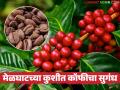 Melghat Coffee Story : महाराष्ट्रात १५० वर्षांची कॉफी परंपरा; मेळघाटात दरवळतो 'अरेबिका'चा सुगंध - Marathi News | latest news Melghat Coffee Story: 150 years of coffee tradition in Maharashtra; The aroma of 'Arabica' wafts in Melghat | Latest agriculture News at Lokmat.com