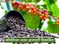Coffee Variety : CCRI कडून कॉफीच्या दोन नवीन अरेबिका जातींची निर्मिती, काय आहेत वैशिष्ट्ये - Marathi News | latest news CCRI produces two new Arabica coffee varieties see their characteristics? | Latest agriculture News at Lokmat.com