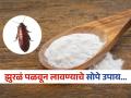 घराच्या कानाकोपऱ्यातून पळून जातील सगळी झुरळं, एकदा करून बघाच 'हे' घरगुती उपाय! - Marathi News | How to get rid of cockroaches from home remedies, you should try this tricks | Latest sakhi News at Lokmat.com