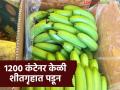 ७ कोटी रुपयांच्या केळीचे बॉक्स कोल्ड स्टोअरेजमध्ये पडून; शेतकऱ्यांना तोड थांबवण्याच्या सूचना - Marathi News | Banana boxes worth Rs 7 crore lying in cold storage; Farmers advised to stop harvesting | Latest agriculture News at Lokmat.com