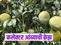 Collector Amba : कलेक्टर आंब्याची नागपूर, पुण्यातही क्रेझ, काय आहे खासियत अन् काय दर मिळतोय? - Marathi News | Latest News Sironcha Collector mango craze in Nagpur and Pune,see specialty and market price | Latest agriculture News at Lokmat.com