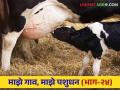 Colostrum : नवजात वासरांना किती आणि का पाजायचा चीक - Marathi News | Colostrum : How much and why to feed colostrum newborn calves | Latest agriculture News at Lokmat.com