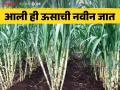Phule Sugarcane 11082 : आला हा ऊसाचा लवकर पक्व होणार वाण वाचा सविस्तर - Marathi News | Phule Sugarcane 11082 : Early maturing variety of sugarcane Read more in details | Latest agriculture News at Lokmat.com