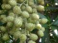 विदेशी वृक्षांची लागवड करू नका, तज्ज्ञांची महापालिकेला विनंती - Marathi News | Botanists request Municipal Corporation not to plant exotic trees | Latest kolhapur News at Lokmat.com