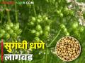 कोथिंबीरीपेक्षा धण्यात मिळतोय जास्त नफा, कशी कराल धणे लागवड - Marathi News | Coriander seed is more profitable than coriander, how to cultivate coriander for seed | Latest agriculture News at Lokmat.com