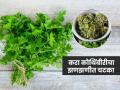 ताज्या हिरव्यागार कोथिंबीरीचा करा झणझणीत चटका, पहिला घास खाताच म्हणाल वाह क्या बात है ! - Marathi News | Zesty Green Coriander Chutney – A Burst of Flavor in Every Bite, must try recipe | Latest sakhi News at Lokmat.com