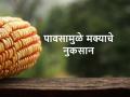 सततच्या पावसामुळे मक्याला कोंब फुटले, शेतकऱ्याचे लाखाचे नुकसान - Marathi News | Maize burst due to continuous rains, loss of farmers | Latest agriculture News at Lokmat.com