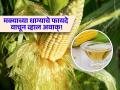 किडनी स्टोनचा त्रास कमी करण्यासाठी प्रभावी ठरतात मक्याचे धागे, जाणून घ्या सेवनाची योग्य पद्धत! - Marathi News | Nutritionist tells benefits of corn silk and right way to make corn silk tea for kidney stone prostate and uti | Latest sakhi News at Lokmat.com