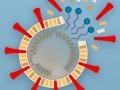 Coronavirus : कोरोना व्हायरस शरीरात कसा शिरतो आणि इन्फेक्ट करतो? जाणून घ्या स्टेप बाय स्टेप प्रक्रिया... - Marathi News | Coronavirus : How covid 19 virus enters in your body infect you api | Latest health Photos at Lokmat.com