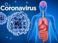Coronavirus : कोरोना व्हायरस शरीरात कसा शिरतो आणि इन्फेक्ट करतो? जाणून घ्या स्टेप बाय स्टेप प्रक्रिया... - Marathi News | Coronavirus : How covid 19 virus enters in your body infect you api | Latest health Photos at Lokmat.com