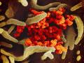 Coronavirus: कोणत्याही देशाला जमलं नाही 'ते' चीननं करून 'दाखवलं'; उचललं मोठं पाऊल - Marathi News | coronavirus china wuhan conducted 1470950 tests vrd | Latest international Photos at Lokmat.com