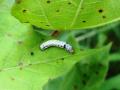 पौर्णिमेनंतर कपाशीवर अळीच्या प्रादुर्भावाची शक्यता! - Marathi News | The possibility of the onset of worm on cotton | Latest akola News at Lokmat.com