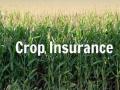 पीक विम्याचा अत्यल्प लाभ - Marathi News | The minimal benefit of crop insurance | Latest vashim News at Lokmat.com