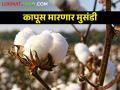Cotton कापसाची जागतिक बाजारव्यवस्था खुलली; आमच्या कापसाचे नशीब कधी खुलणार - Marathi News | Cotton The world market system for cotton was opened; When will the good luck of our cotton be opened | Latest agriculture News at Lokmat.com
