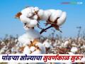 Cotton Mission India : केंद्राचा मास्टरप्लॅन! कापसातून शेतकऱ्यांचे 'कस्तुरी' स्वप्न साकार - Marathi News | latest news Cotton Mission India: Center's master plan! Farmers' 'kasturi' dream comes true through cotton | Latest agriculture News at Lokmat.com