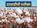 Kapus Bajar : दर मिळत नसेल तर कापसाची लागवड करावी की नाही? शेतकरी संतप्त - Marathi News | Kapus Bajar: Should cotton be cultivated or not if the price is not being met? Farmers are angry | Latest agriculture News at Lokmat.com