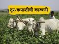 Cotton and Tur: सावधान, हवामानात होतोय बदल; तूर-कपाशीची अशी घ्या काळजी - Marathi News | Cotton and Tur: climate change; take care of cotton and tur | Latest agriculture News at Lokmat.com