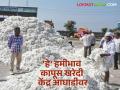 kapus kharedi : बदनापूरचे हमीभाव कापूस खरेदी केंद्र आघाडीवर जाणून घ्या काय आहे कारण - Marathi News | Kapus Kharedi : Badnapur's guaranteed price cotton purchasing center is at the forefront, know what is the reason | Latest agriculture News at Lokmat.com