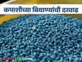 Cotton Seed Market : कपाशीच्या ‘आउटडेटेड बीजी-2’ बियाण्यांची दरवाढ, पाच वर्षांतील वाढ किती? - Marathi News | Latest news Price hike of 'outdated BG-2' cotton seeds Price hike of Rs 171 in five years see details | Latest agriculture News at Lokmat.com