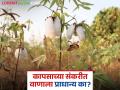 ‘व्हायरस’ऐवजी गुलाबी बाेंडअळी अधिक नुकसानकारक, काय म्हणाले केंद्रीय कृषी मंत्री? - Marathi News | Latest News Pink bollworm is more harmful than 'virus said Minister shivrajsingh chauhan | Latest agriculture News at Lokmat.com