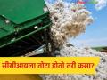 केंद्र सरकारने ‘सीसीआय’ला दिली 1718.56 काेटींची नुकसानभरपाई, कापूस विक्रीतून ताेटा हाेताे तरी कसा? - Marathi News | Latest news CCI Cotton central government gave compensation of Rs 1718.56 crores | Latest agriculture News at Lokmat.com