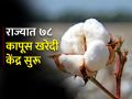 कापूस खरेदीसाठी राज्यात सीसीआयची ७८ केंद्रे - Marathi News | 78 centers of CCI in the state for cotton procurement | Latest agriculture News at Lokmat.com