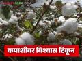 Kharif Crop Cultivation : पावसाचा वेळेवर दगा; खरीप पिकांमध्ये कपाशीचा दबदबा कायम वाचा सविस्तर - Marathi News | latest news Kharif Crop Cultivation: Timely rain less; Cotton continues to trust Kharif crops read in details | Latest agriculture News at Lokmat.com
