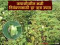 Cotton Crop Management : कपाशीवर अळीचा प्रादुर्भाव; नियंत्रणासाठी करा 'हा' उपाय - Marathi News | latest news Cotton Crop Management: Worm infestation on cotton; Take 'this' measure for control | Latest agriculture News at Lokmat.com