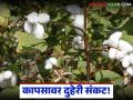 Cotton Crop Crisis : कापसावर दुहेरी संकट; अतिवृष्टीने नुकसान, रोगाचा फैलाव वेगात वाचा सविस्तर - Marathi News | latest news Cotton Crop Crisis: Double crisis on cotton; Damage due to heavy rain, rapid spread of disease Read in detail | Latest agriculture News at Lokmat.com