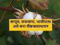 कापूस पिकासह, फळबाग व भाजीपाला व्यवस्थापन असे करा - Marathi News | crop management advisory for cotton crop, orchard and vegetable management | Latest agriculture News at Lokmat.com