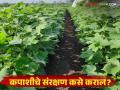 Cotton Crop Management : कपाशीला पावसाचा फटका; कीड व रोगांवर तातडीचे उपाय करा - Marathi News | latest news Cotton Crop Management: Rain hits cotton; Take urgent measures against pests and diseases | Latest agriculture News at Lokmat.com