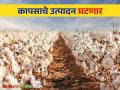 Cotton Cultivation : देशभरात कापसाच्या पेरणी क्षेत्रात १६.३६३ लाख हेक्टरची घट, नेमकं कारण काय?  - Marathi News | | Latest agriculture News at Lokmat.com