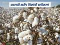 Cotton Cultivation : कापसाच्या पट्ट्यात लागवडीलाच 'ब्रेक'; काय आहे कारण वाचा सविस्तर - Marathi News | latest news Cotton Cultivation: 'Break' in cotton cultivation in the cotton belt; What is the reason? Read in detail | Latest agriculture News at Lokmat.com