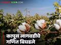 Cotton Cultivation : कापूस लागवडीचे गणित बिघडले; बोंडे, रोगराई आणि महागाईचा फटका - Marathi News | latest news Cotton Cultivation: The mathematics of cotton cultivation has gone wrong; The impact of drought, disease and inflation | Latest agriculture News at Lokmat.com