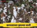 Crop Damage by Rain : कापसाच्या वाती अन् मका, सोयाबीनची झाली माती सांगा कशी करावी शेती? - Marathi News | Crop Damage by Rain : Damaged cotton maize soybean crop by unseasonal rain Tell me how to do farming? | Latest agriculture News at Lokmat.com
