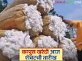 Kapus Kharedi: आज कापूस खरेदीची डेडलाइन; ४.५० लाख क्विंटल कापूस खरेदी! - Marathi News | Kapus Kharedi: Today is the deadline for cotton procurement; 4.50 lakh quintals of cotton to be purchased! | Latest agriculture News at Lokmat.com