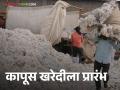 Cotton Market : धरणगावला कापूस खरेदीचा ‘श्री गणेशा’, क्विंटलला काय भाव मिळाला?  - Marathi News | Latest News kapus bajarbhav Dharangaon cotton purchase started check price per quintal | Latest agriculture News at Lokmat.com