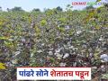 Cotton Cultivation: पांढरे सोने शेतातच पडून; जाणून घ्या काय आहे कारण - Marathi News | Cotton Cultivation: White gold falls in the field; Know the reason | Latest agriculture News at Lokmat.com