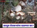 Cotton Farmer Crisis : कापूस शेतकऱ्यांचे 'पांढरे सोने' काळवंडले; दर घसरल्याने संकट अधिकच गडद - Marathi News | latest news Cotton Farmer Crisis: Cotton farmers' 'white gold' turns black; Crisis deepens as prices fall | Latest agriculture News at Lokmat.com