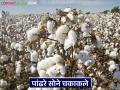 Cotton Market : पांढऱ्या सोन्याची चमक; कापसाने गाठला 'इतक्या' हजारांचा टप्पा वाचा सविस्तर - Marathi News | latest news Cotton Market: The shine of white gold; Cotton reaches the milestone of 'so many' thousands Read in detail | Latest agriculture News at Lokmat.com