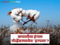 Cotton Farmer Crisis : कपाशीचे बोंडे सडली, भाव पडला; यंदाच्या हंगामात शेतकऱ्यांवर आघात - Marathi News | latest news Cotton Farmer Crisis: Cotton bolls rot, prices fall; Farmers hit hard this season | Latest agriculture News at Lokmat.com
