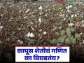 Cotton Farming Crisis : कापूस शेतीचं गणित का बिघडतंय? जाणून घ्या या मागची कारणं सविस्तर - Marathi News | latest news Cotton Farming Crisis: Why is the math of cotton farming deteriorating? Know the reasons behind this in detail | Latest agriculture News at Lokmat.com