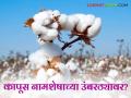 Cotton Farming : एकेकाळचा 'कॉटन बेल्ट' आज ओसाड; 'या' जिल्ह्यात कापसाला काय झाले? - Marathi News | | Latest agriculture News at Lokmat.com