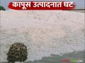 Cotton Production: देशातील कापसाचे उत्पादन घटले! अशाप्रकारे करणार उपाययोजना वाचा सविस्तर - Marathi News | Cotton Production: Cotton production in the country has decreased! Read in detail the measures to be taken like this | Latest agriculture News at Lokmat.com