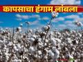 Cotton Procurement Extension : कापसाचा हंगाम लांबला; नोंदणीला महिनाभर मुदतवाढ वाचा सविस्तर - Marathi News | latest news Cotton Procurement Extension: Cotton season extended; Registration extended by a month Read in detail | Latest agriculture News at Lokmat.com